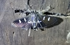Desmia ploralis