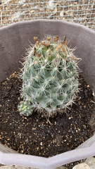 Coryphantha robustispina