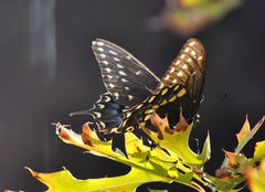 Papilio polyxenes asterius