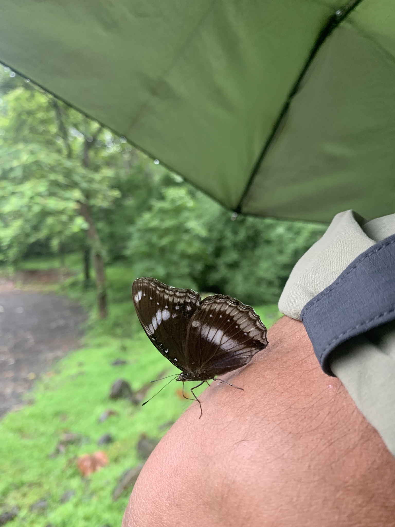 Great Eggfly