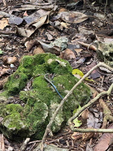 Emoia caeruleocauda observed 2025-06-01