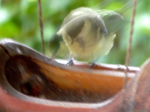 Mésange charbonnière, jeune