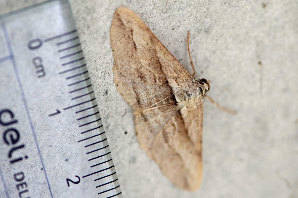 Syneora cymatomita