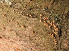 Pezicula cinnamomea
