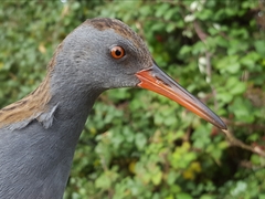 Water Rail photo 5