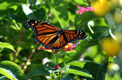 Danaus plexippus