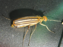 Epicauta vittata