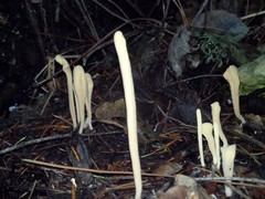 Clavariadelphus sachalinensis