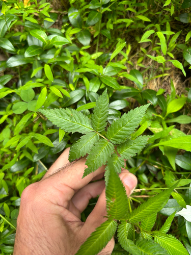 Rubus illecebrosus, photograph 6
