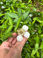 Rubus illecebrosus, photograph (c) Kevin Speray, some rights reserved (CC BY)