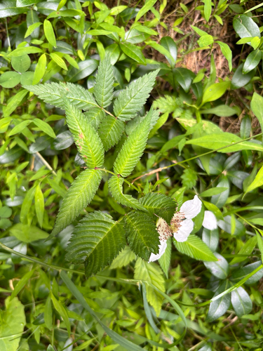Rubus illecebrosus iNat (3)