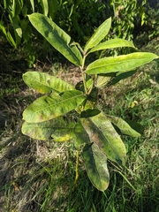Asclepias syriaca