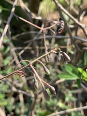 Adenia digitata