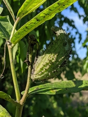 Asclepias syriaca