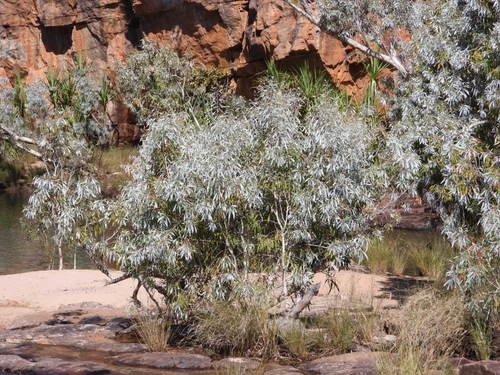 Melaleuca argentea observed 2025-07-14