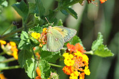 Colias eurytheme