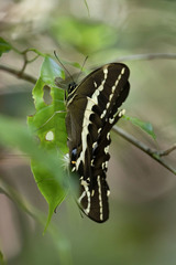 Papilio delalandei