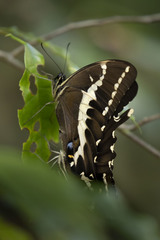 Papilio delalandei