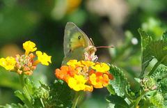 Colias eurytheme