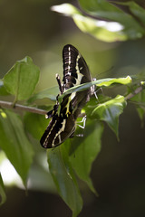 Papilio delalandei