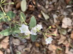 Commicarpus plumbagineus