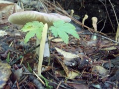 Clavariadelphus sachalinensis