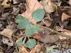 Commicarpus plumbagineus