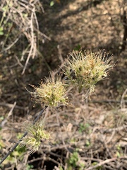 Combretum mossambicense