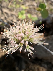Combretum mossambicense