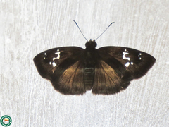 Quadrus lugubris