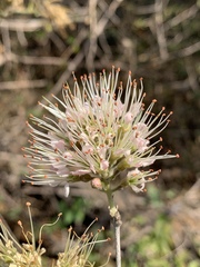 Combretum mossambicense