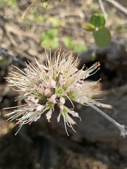 Combretum mossambicense