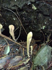 Clavariadelphus sachalinensis