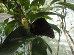 Morpho helenor montezuma