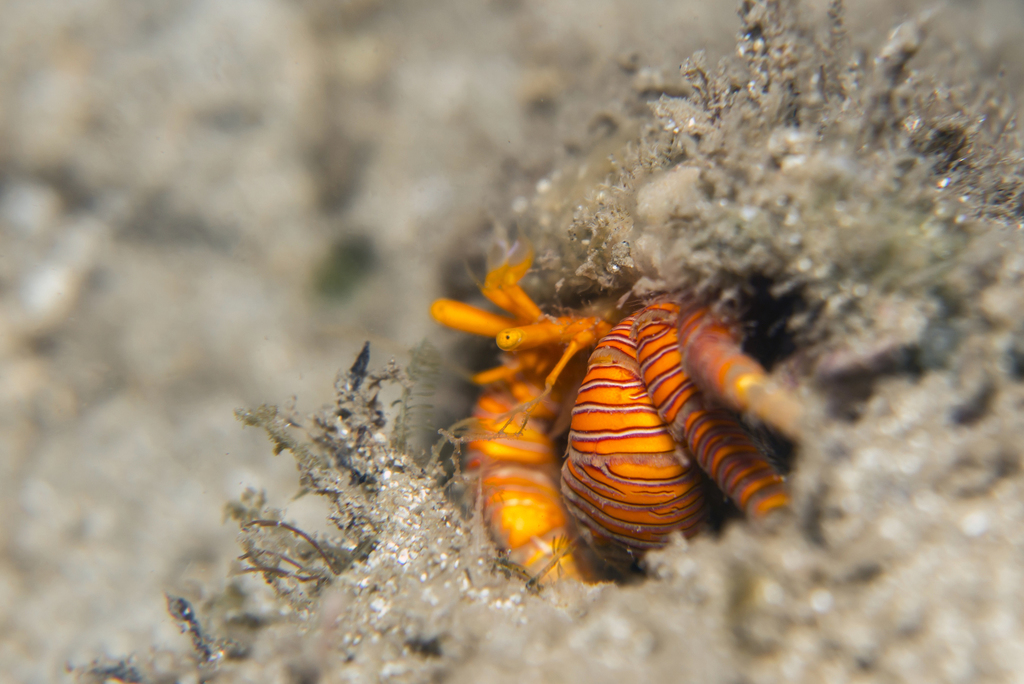 Ciliopagurus tricolor