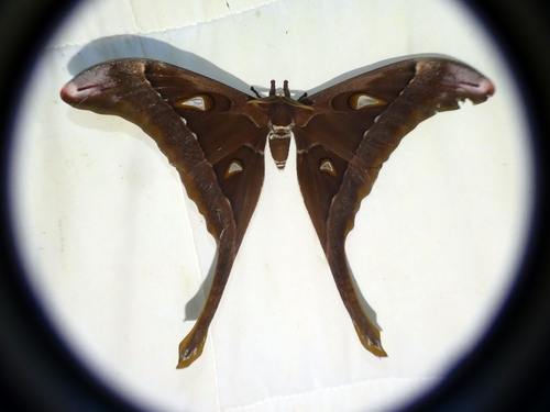 Photo of Hercules Moth (Coscinocera hercules)