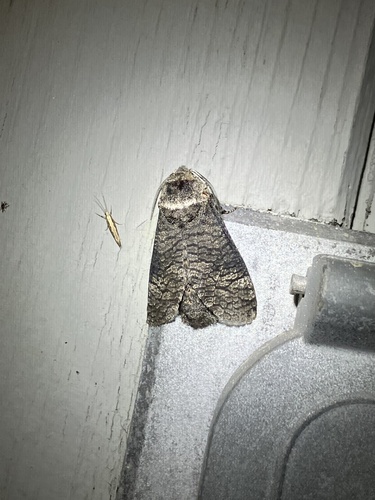 Poplar Carpenterworm Moth photo 3