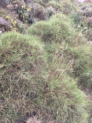 Genista desoleana