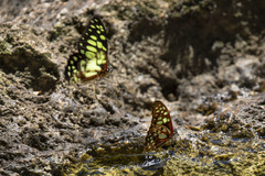Graphium cyrnus