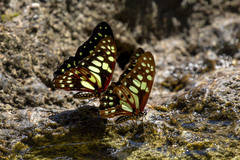 Graphium cyrnus