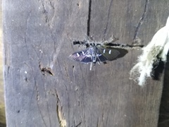 Desmia ploralis