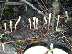 Clavariadelphus sachalinensis