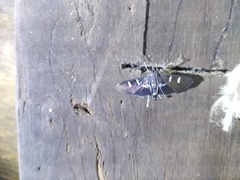 Desmia ploralis