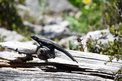 Sceloporus oberon
