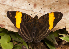 Adelpha ethelda sophax