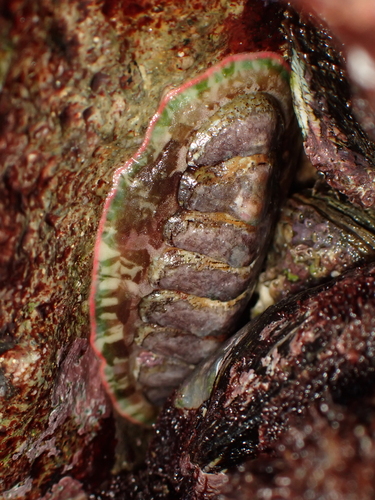 Onithochiton hirasei observed 2025-07-14