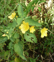 Sida subcordata