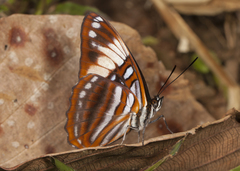 Adelpha ethelda sophax