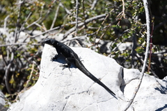 Sceloporus oberon