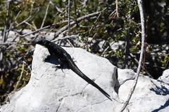 Sceloporus oberon